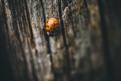 Close-up of ladybug on tree trunk