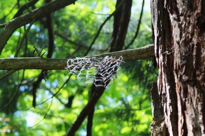 Close-up of spider on web against trees