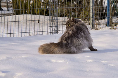 Dog on snow covered land