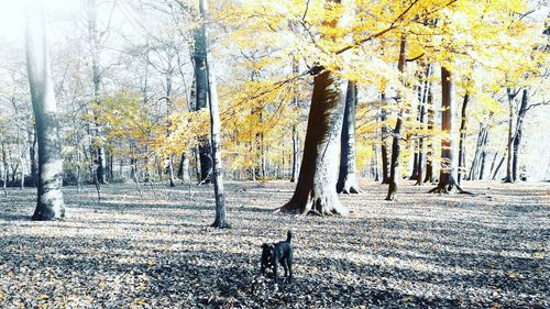 Trees in forest during winter