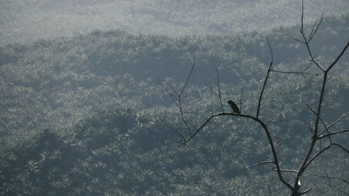 Bare trees against sky