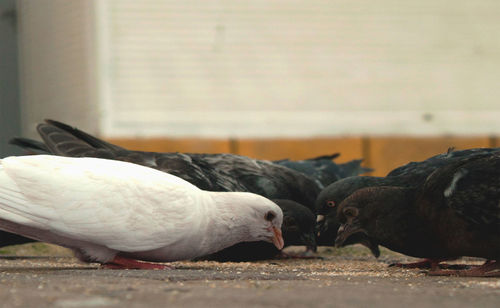 Close-up of pigeons feeding