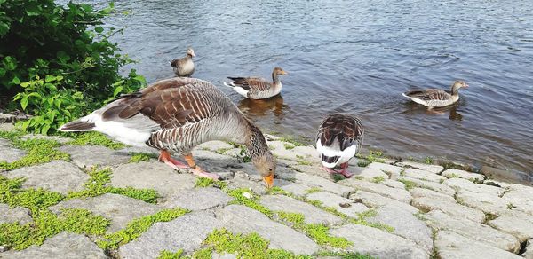 High angle view of birds on lake