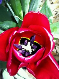 Close-up of red flower