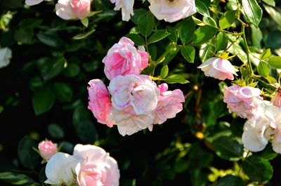 Close-up of pink roses