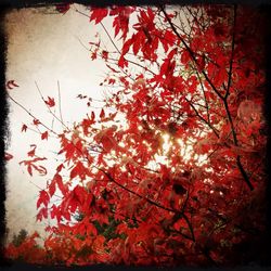 Autumn leaves on tree