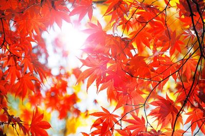 Low angle view of leaves on tree