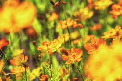 Close-up of yellow flowering plants on field