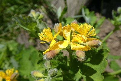 Close-up of yellow flowering plant