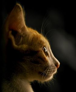 Close-up of cat against black background