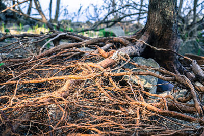 Close-up of tree roots in forest