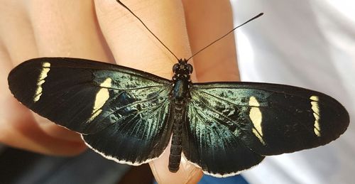 Close-up of butterfly perching on person