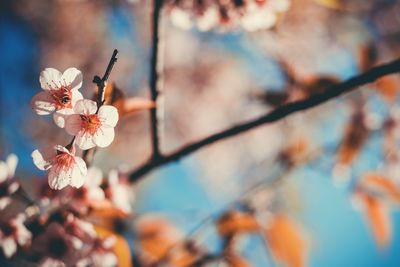 Close-up of flowers on branch