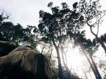 Low angle view of trees against sky