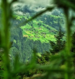 Scenic view of forest