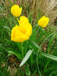 Close-up of yellow crocus blooming on field