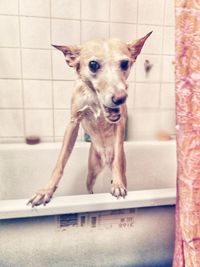 Close-up of dog in bathroom
