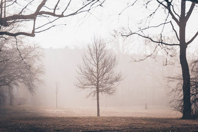 Bare tree in park