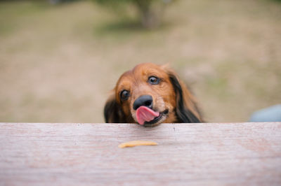 Portrait of dog