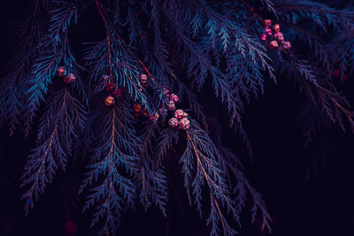 Blue pine tree leaves in winter, blue background