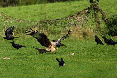 Birds flying over field