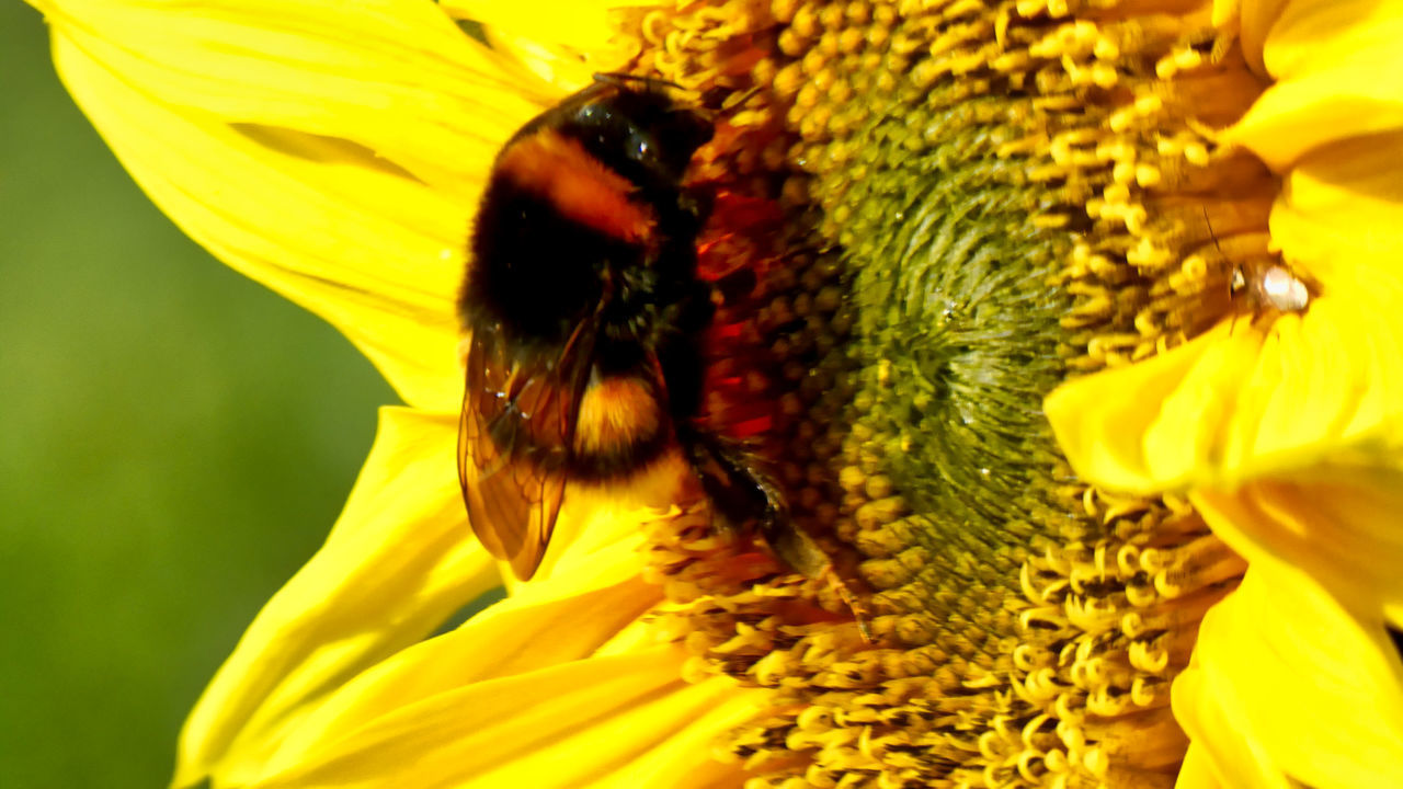 BEE ON SUNFLOWER