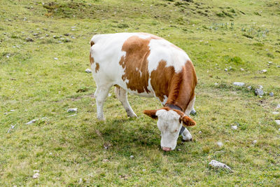 Cow grazing in a field