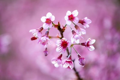 Close-up of pink cherry blossoms