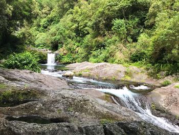 Scenic view of waterfall in forest