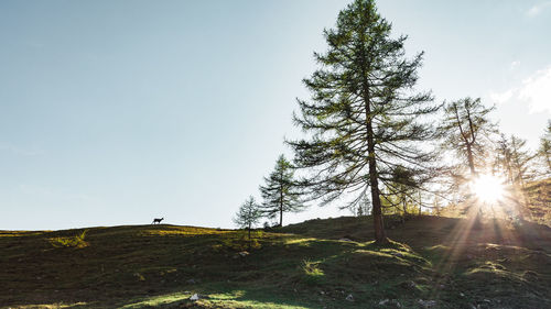 Low angle view of trees on landscape against sky