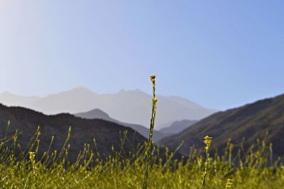 Scenic view of field against clear sky