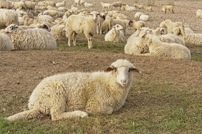 Sheep in a field