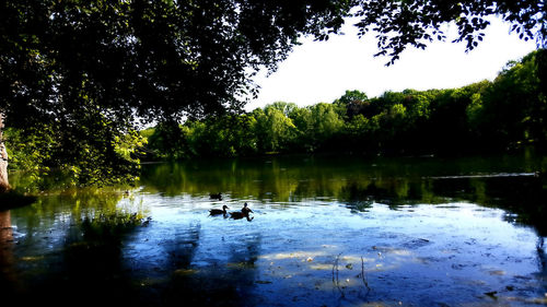 Reflection of trees in lake