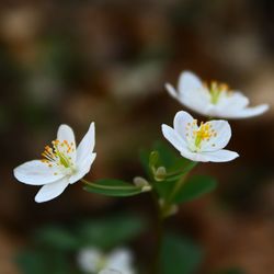 Close-up of white flowers blooming outdoors