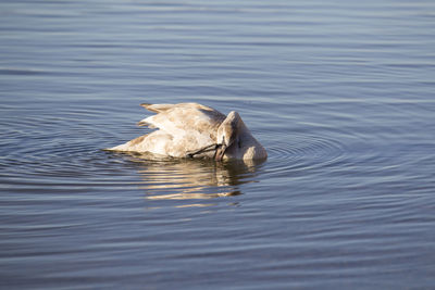 High angle view of duck swimming in lake