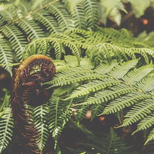 Close-up of fern leaves