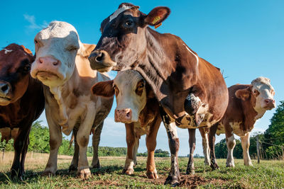 Low angle view of cows standing on field against clear sky