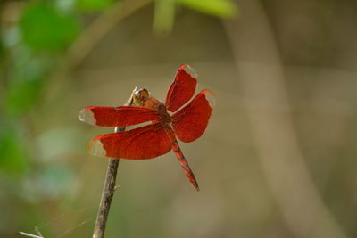 Close-up of insect on red flower