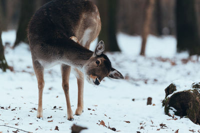 Deer in winter forest