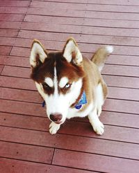 High angle portrait of dog on wood