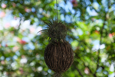 Low angle view of plant hanging on tree in forest