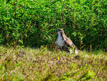 Bird perching on a field