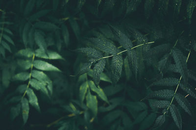 High angle view of leaves on tree