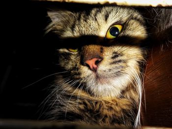 Close-up portrait of a cat