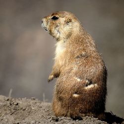 Close-up of an animal