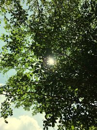 Low angle view of tree against sky