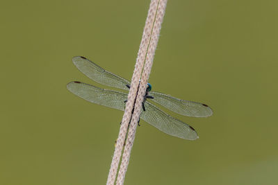 Close-up of dragonfly on leaf