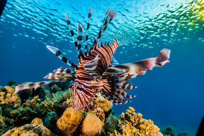 Lion fish in the red sea colorful and beautiful, eilat israel a.e