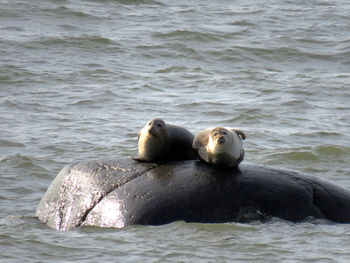 View of sheep in sea