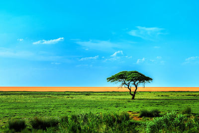 Tree on field against blue sky